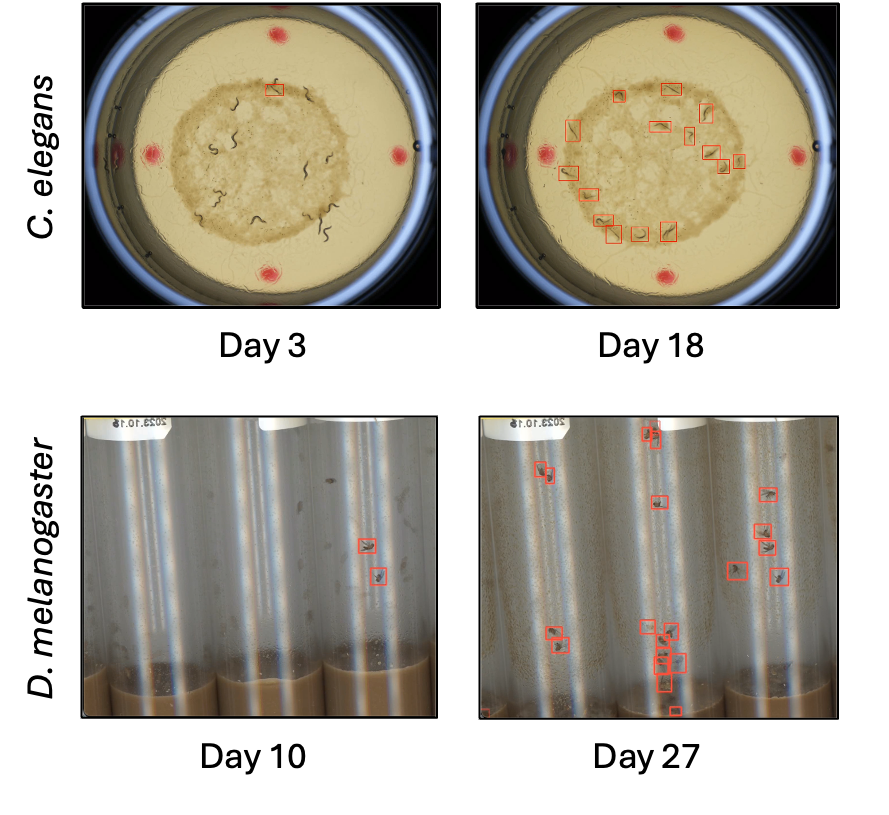 Screening platform for lifespan-extending drugs in model organisms