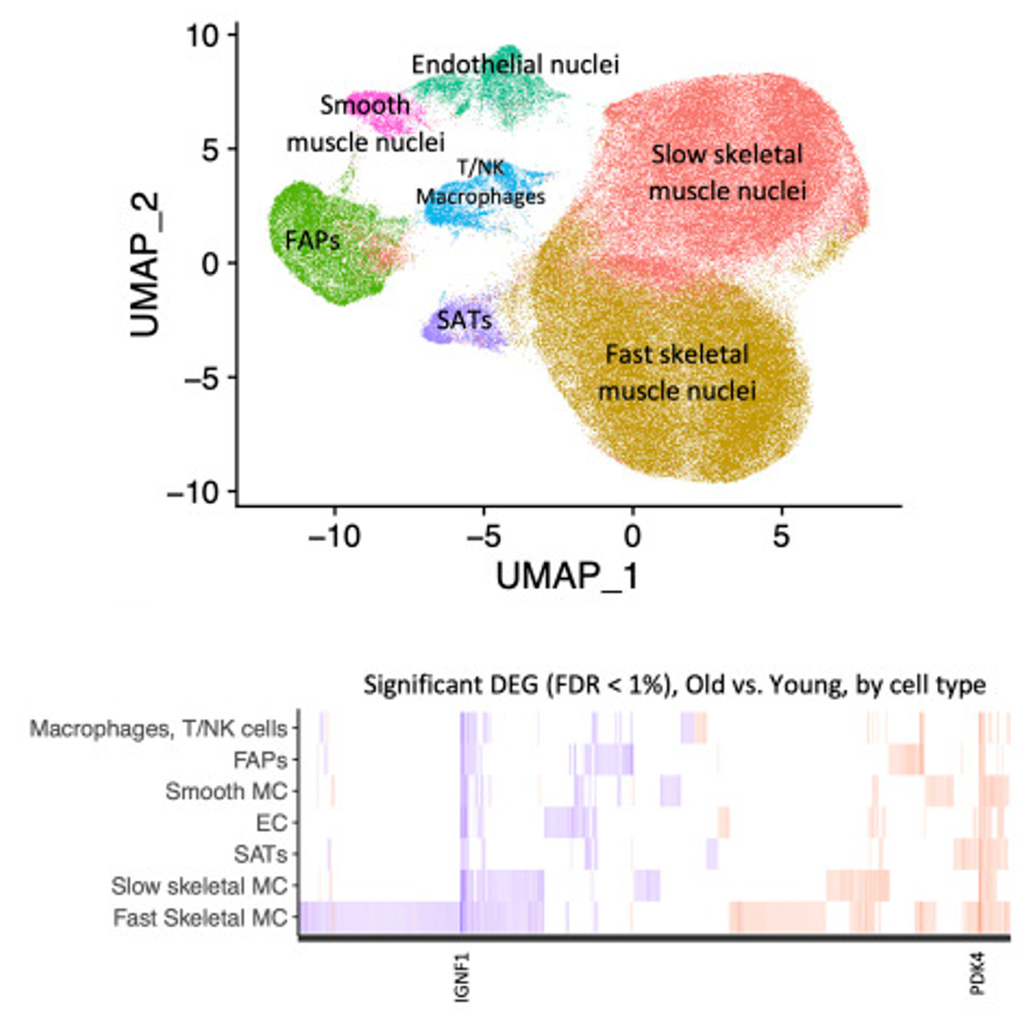 Multi-omics studies in aging and sarcopenia, aging clocks